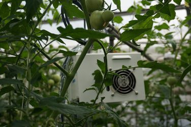 NEC、小松市のトマト農家へ 農業 ICT クラウドサービスを提供