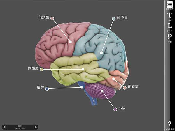 脳を立体表示する無償アプリ「3D Brain」、日本語版も配信