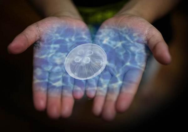 クラゲの世界へようこそ--鴨川シーワールドに3Dホログラム映像を使った展示施設