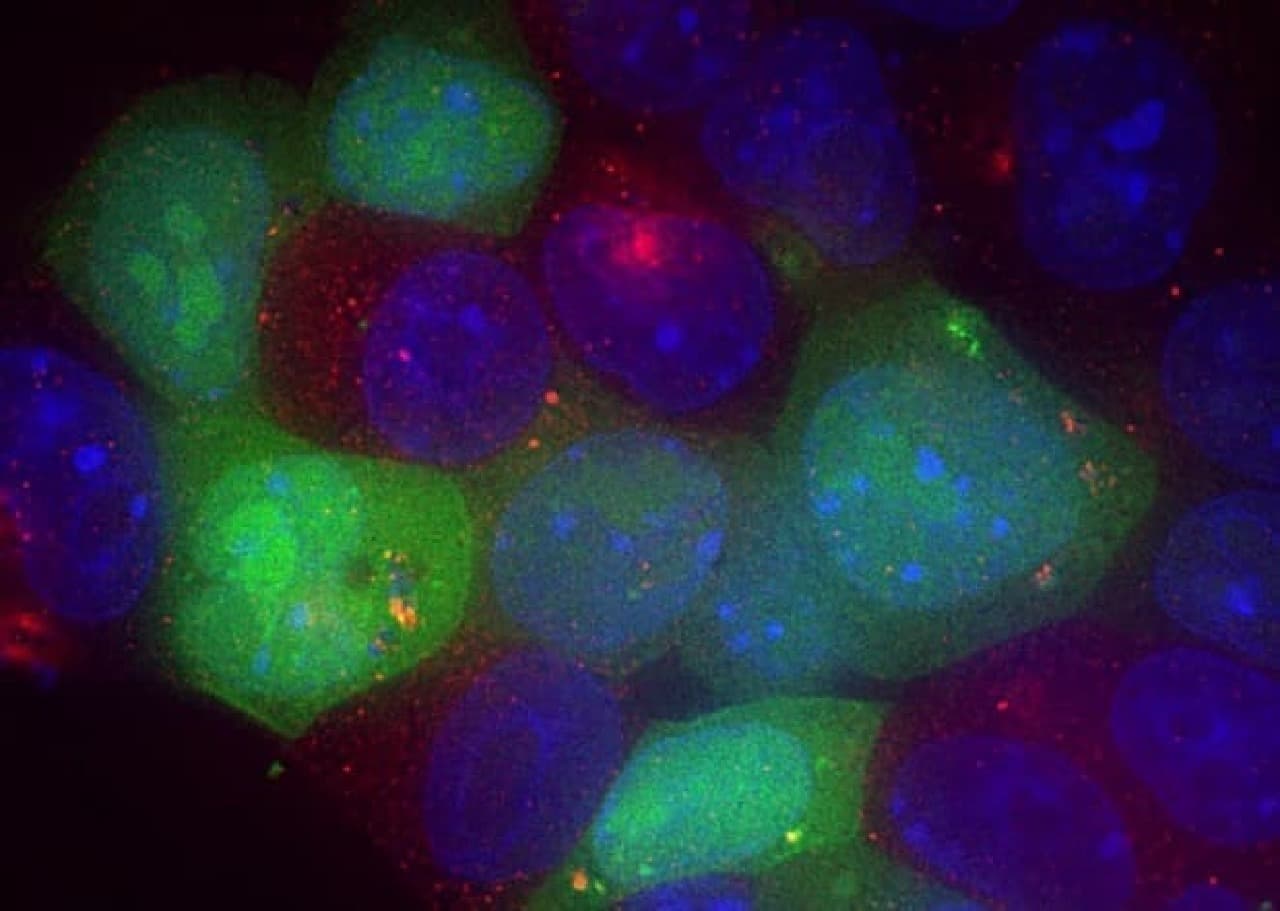 蛍光を発する細胞のイメージ
