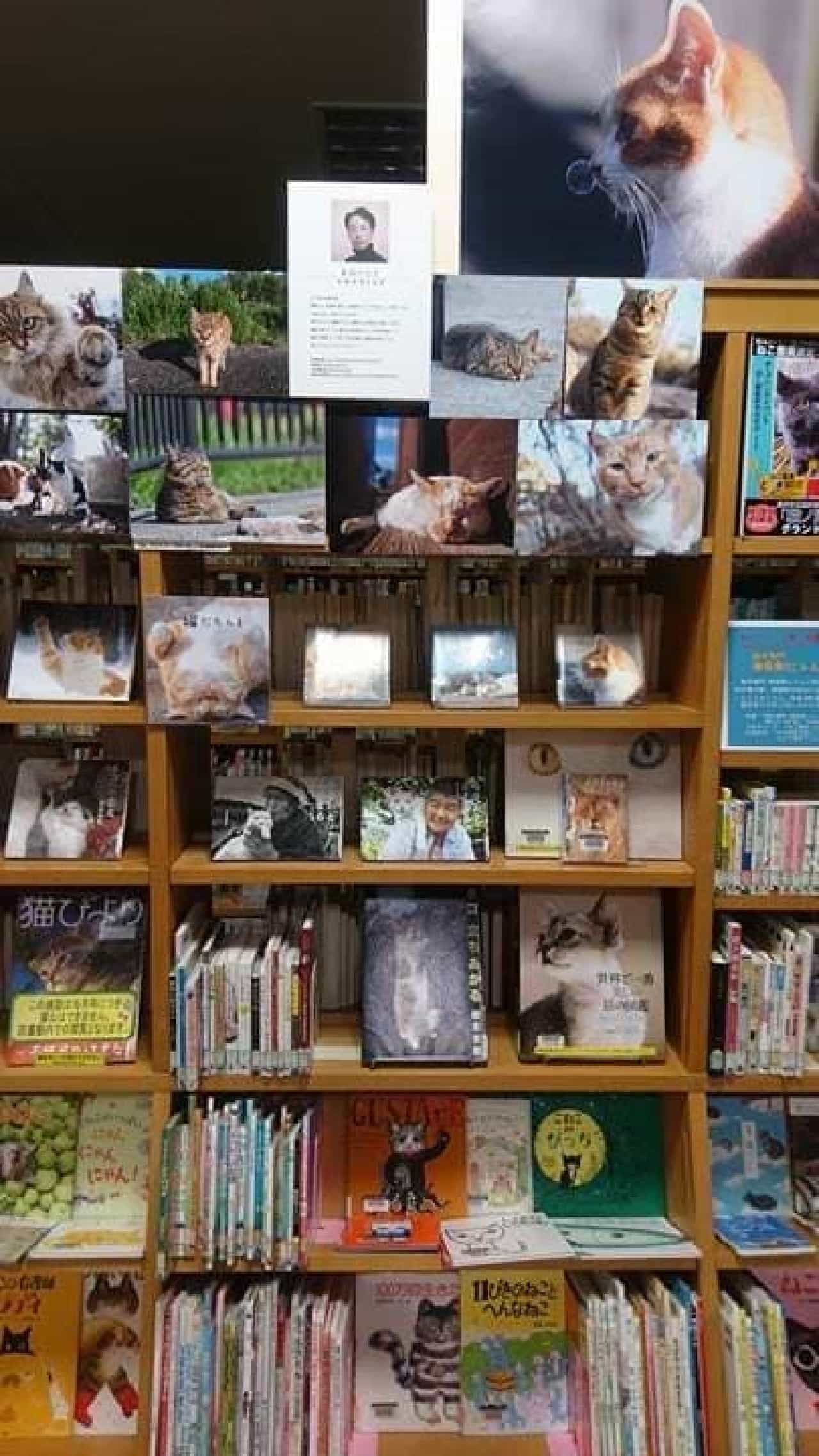 「猫ノ図書館」、2月22日オープン！…初代館長に「むぎ」さんが就任！
