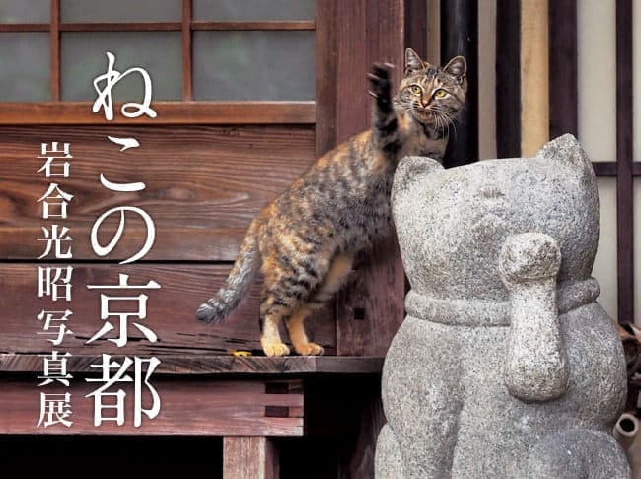 岩合光昭の新作写真展「ねこの京都」