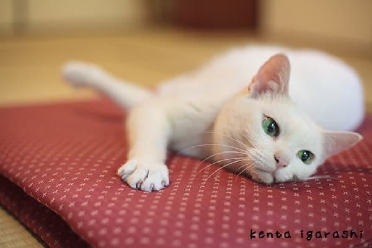 ネコ写真家 五十嵐健太さんの 「春の飛び猫写真展 全国巡回」スタート
