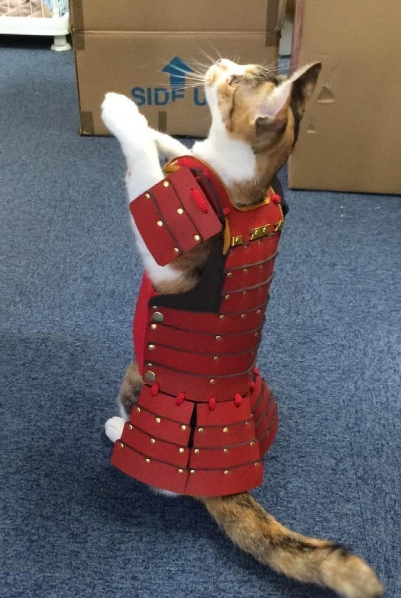 ネコ、小型犬用の鎧「ペット鎧」