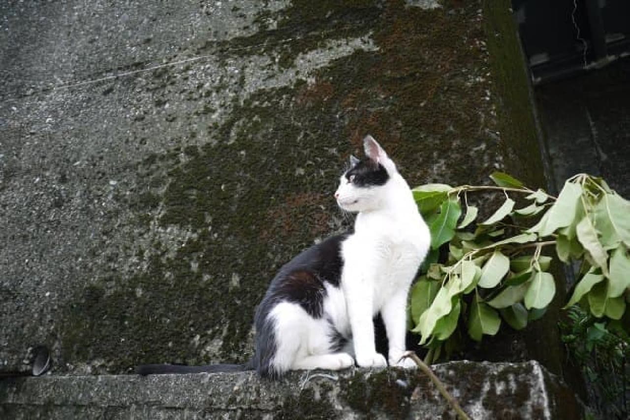 世界5大ネコスポット、台湾の猫村に「ネコザイル」の沖昌之さんと行くツアー