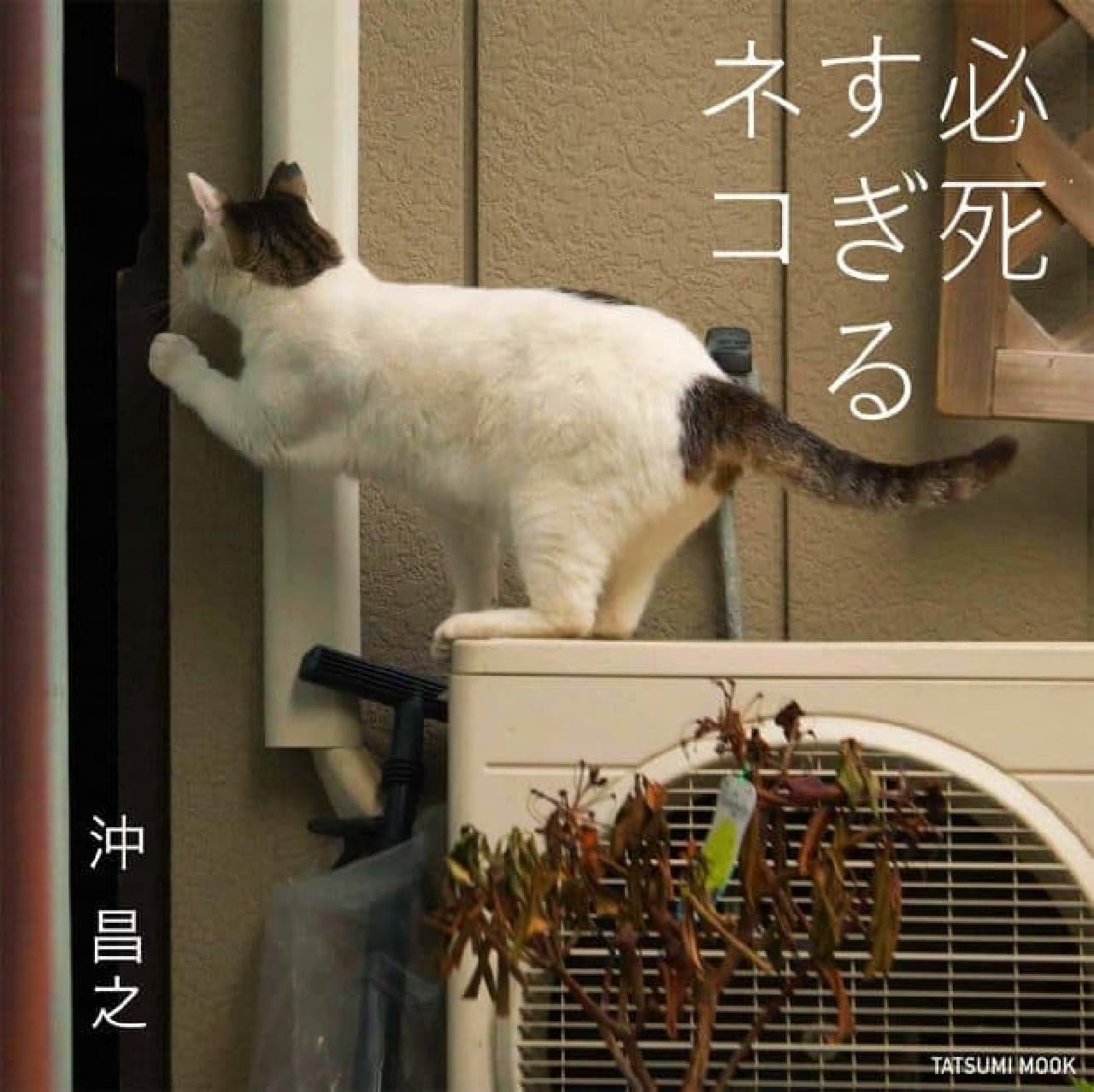沖昌之さんの最新写真集「必死すぎるネコ」