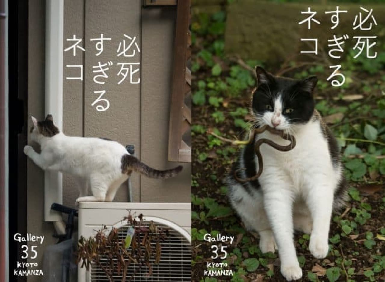 沖昌之さんによるネコ写真展「写真集重版出来記念個展 in KYOTO」