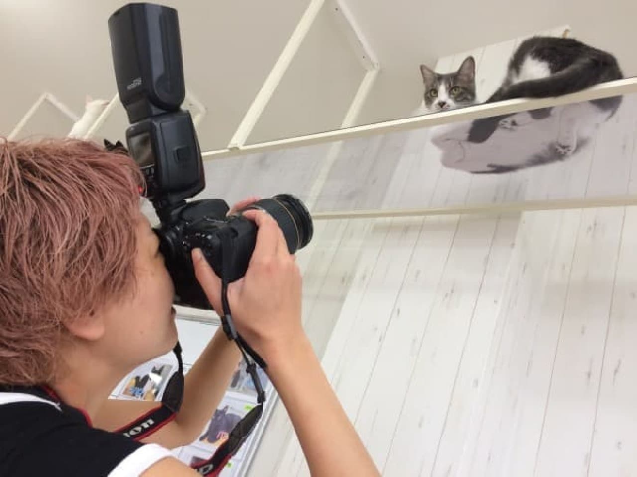 にゃんたま」の芳澤ルミ子さんによる最新写真集『ネコの裏側』