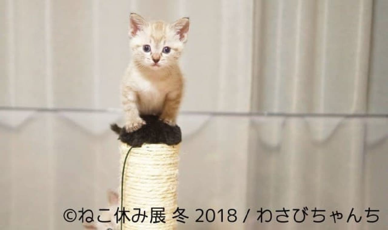 過去最大規模のネコ祭り…「ねこ休み展 冬 2018」