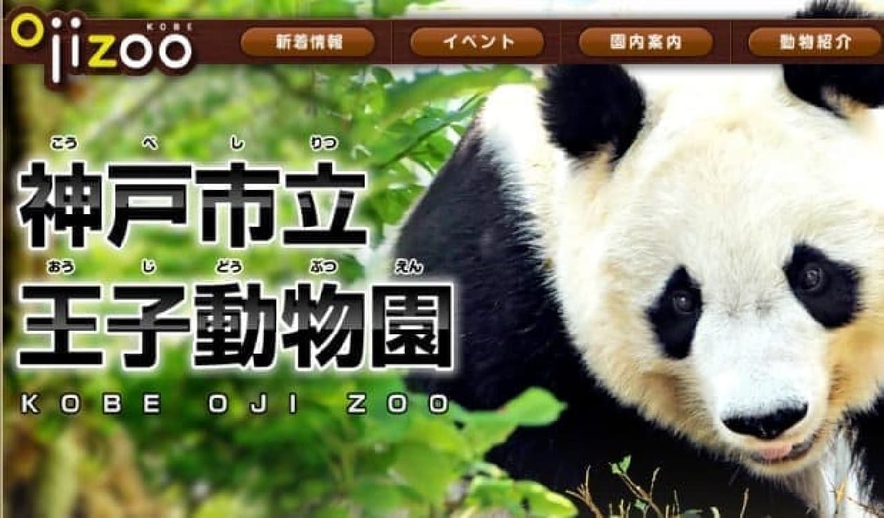 王子動物園のパンダ