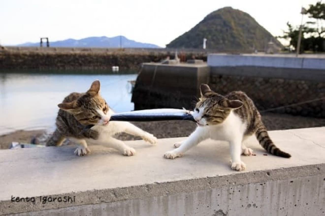 飛び猫 の五十嵐健太さんが撮影した島ネコ Dvdで楽しめます 写真集 瀬戸内海の猫が教えてくれた だらりのらりと生きる術 インターネットコム