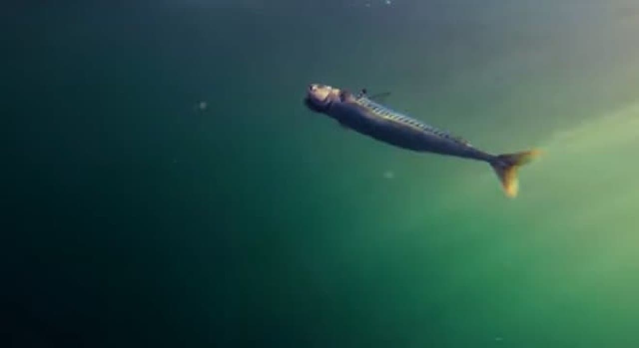 ゾンビのサカナが海を泳ぐ―生きているエサに見せかける魚釣りデバイス「Zombait」