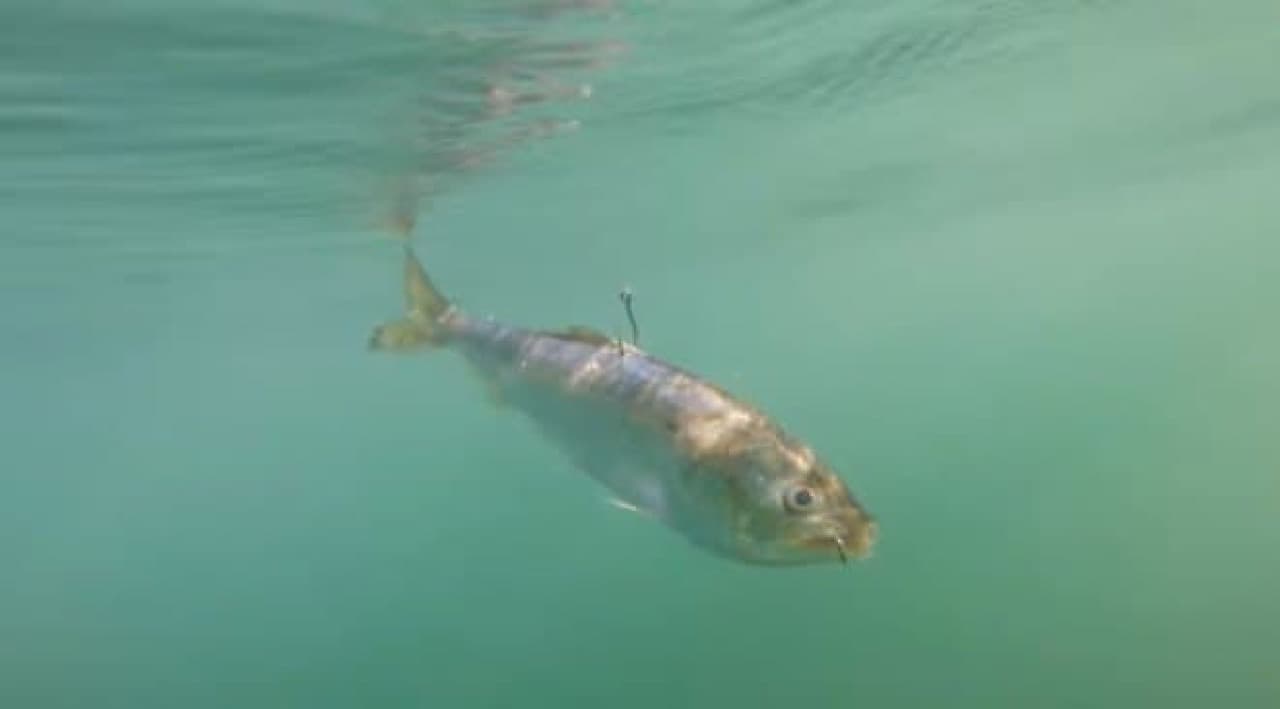 ゾンビ魚が海を泳ぐ 死んだ魚を生きているかのように動かす魚釣りデバイス Zombait インターネットコム
