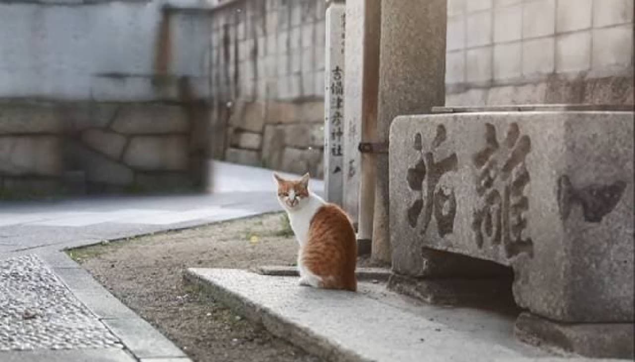 ネコ目線で瀬戸内海の島や街を楽しめる写真集『瀬戸内海の猫が教えてくれた、だらりのらりと生きる術。』