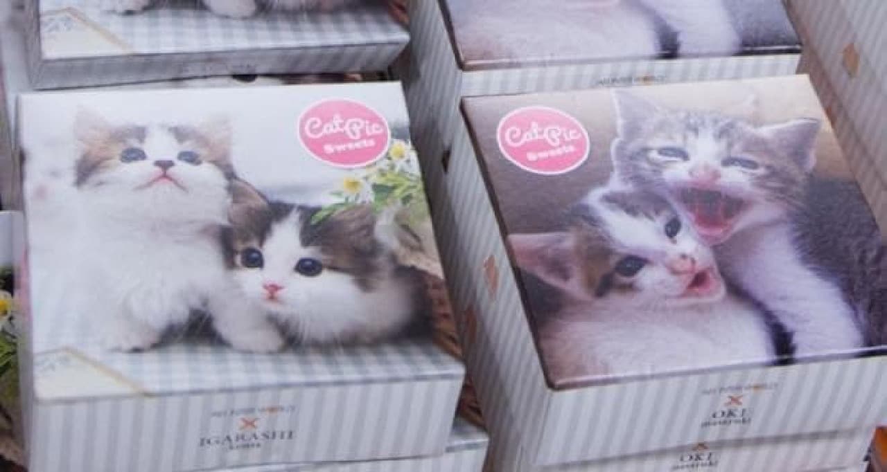『飛び猫』の五十嵐健太さん、『必死すぎるネコ』の沖昌之さん撮影のネコたちがパッケージの「CAT PICクッキーズ」