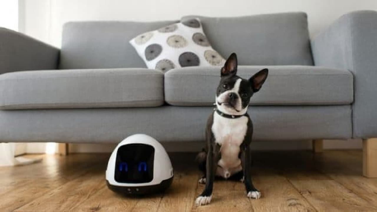 犬とネコのために作られたロボット「MIA」