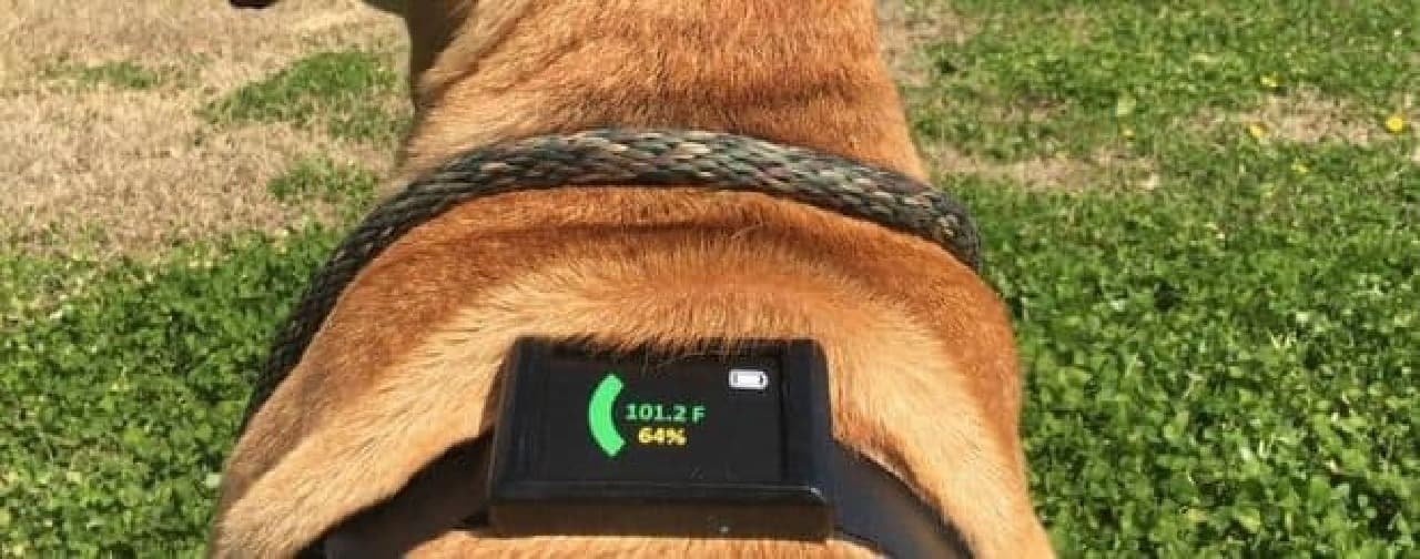 犬の体温を計測・表示する「Dawg Tag」ハーネス