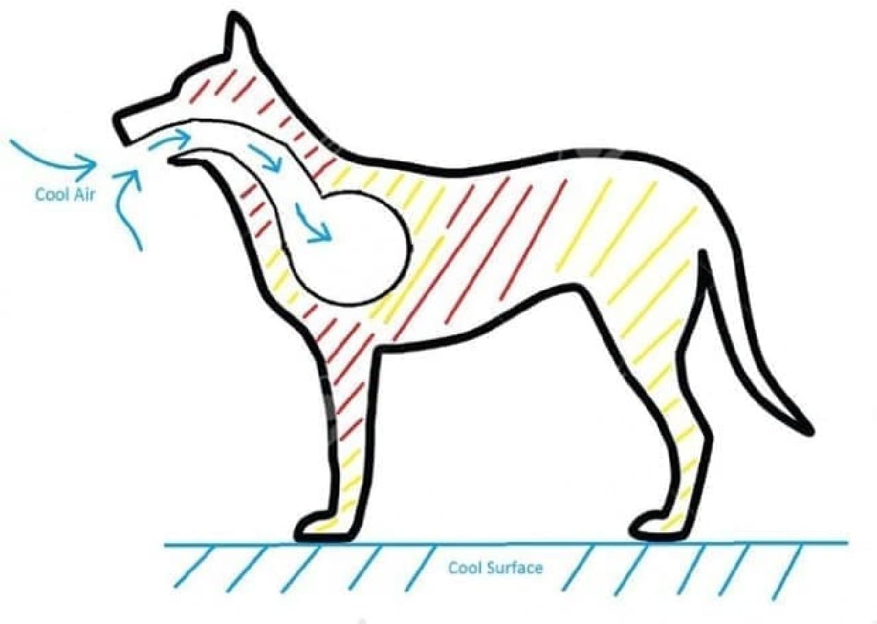 犬の体温を計測・表示する「Dawg Tag」ハーネス