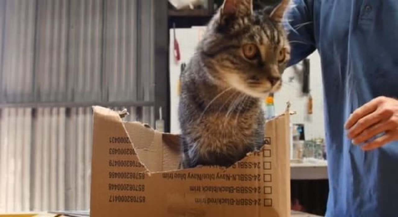 ネコ専用ダンボール「Purrfect Cat Box」