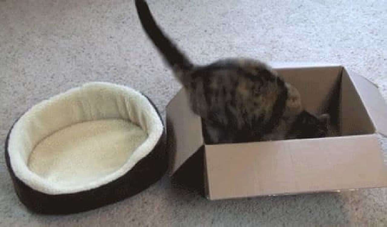 ネコ専用ダンボール「Purrfect Cat Box」