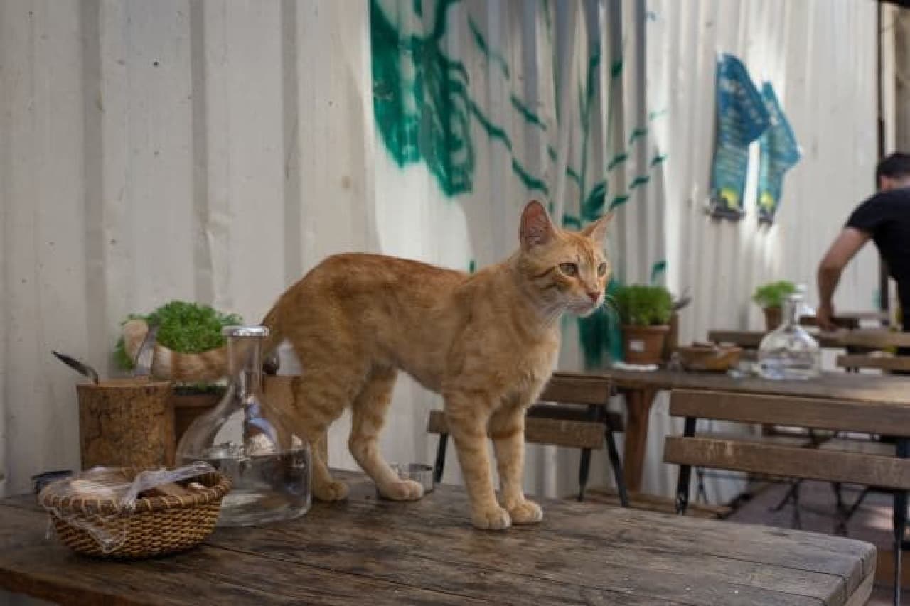 夏も「AERA」がネコまみれ…「NyAERA (ニャエラ) みっけ」の表紙は、沖昌之さん撮影のトルコのネコ