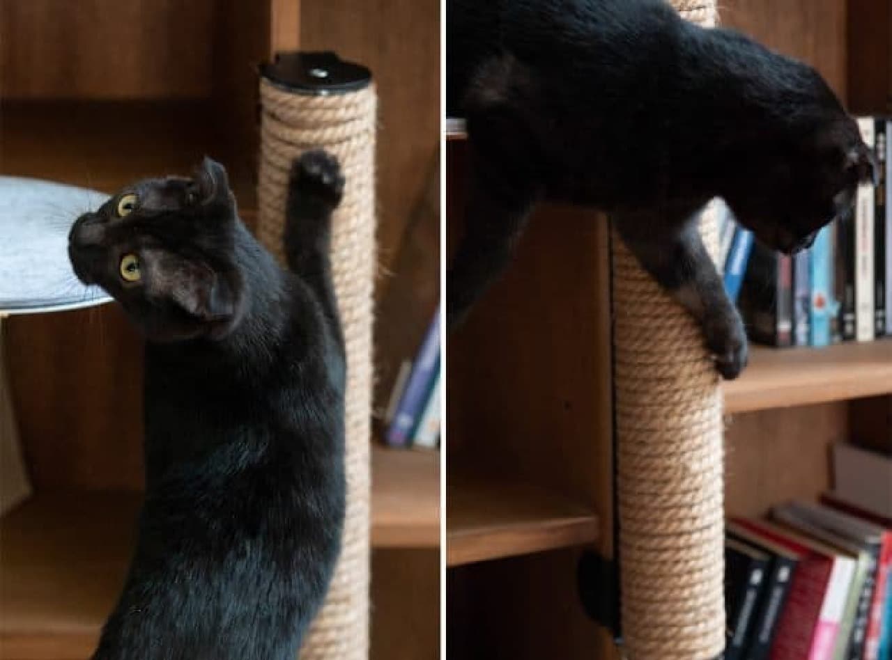 家具を活用し、ネコに垂直方向への移動手段を提供する「CATSSUP」