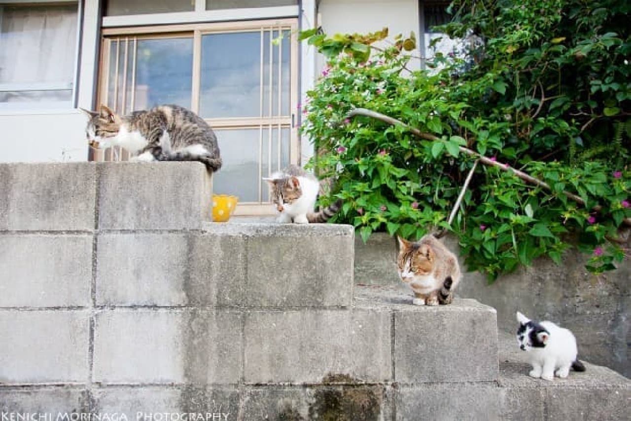 旅するネコ写真家 森永健一さんに聞いた「ネコを撮る5つのコツ」
