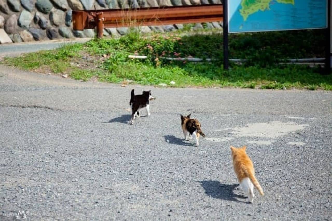 旅するネコ写真家 森永健一さんに聞いた「ネコを撮る5つのコツ」