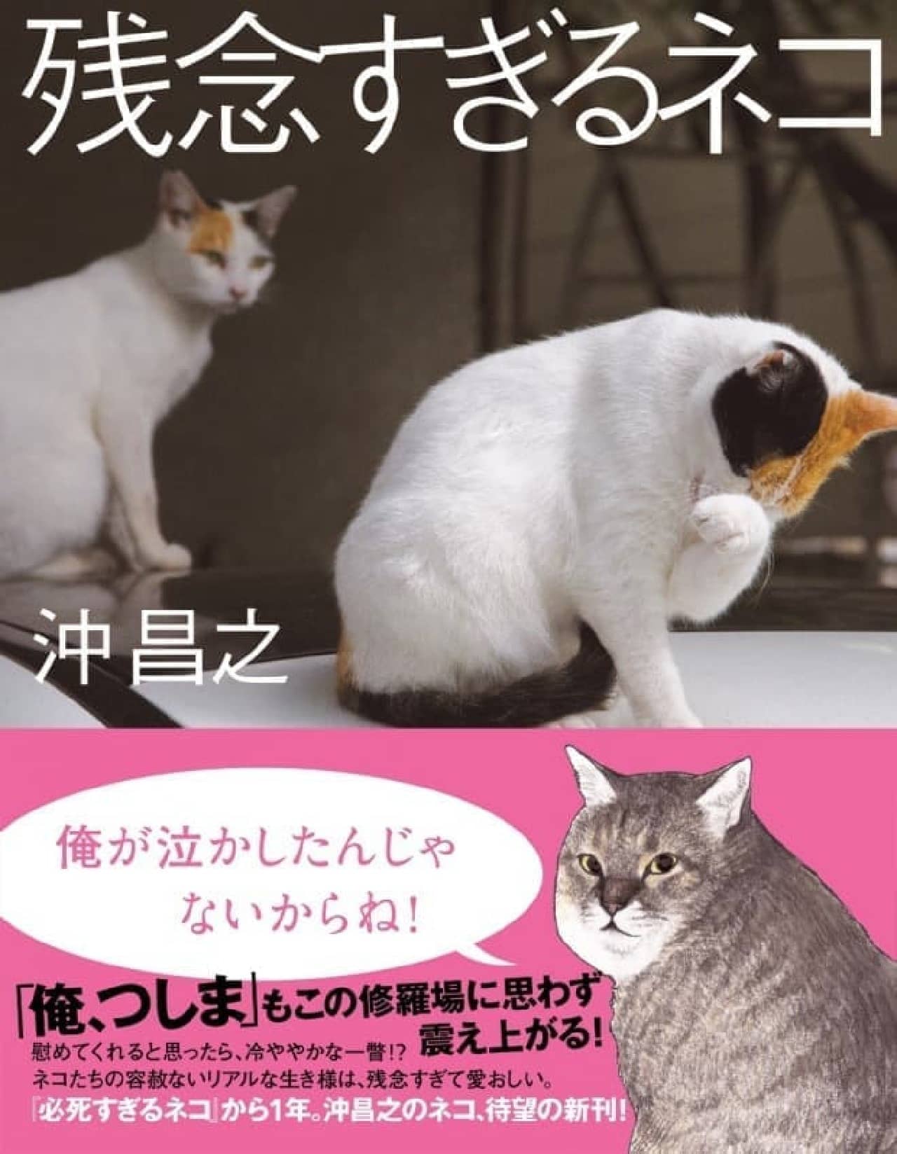 「残念すぎるネコ」って、どんなネコ？－「必死すぎるネコ」でブレイクした沖昌之さんの新作写真集発売