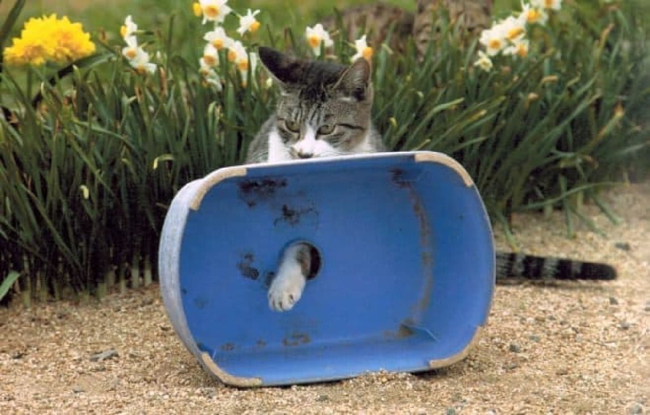 「残念すぎるネコ」って、どんなネコ？－「必死すぎるネコ」でブレイクした沖昌之さんの新作写真集発売