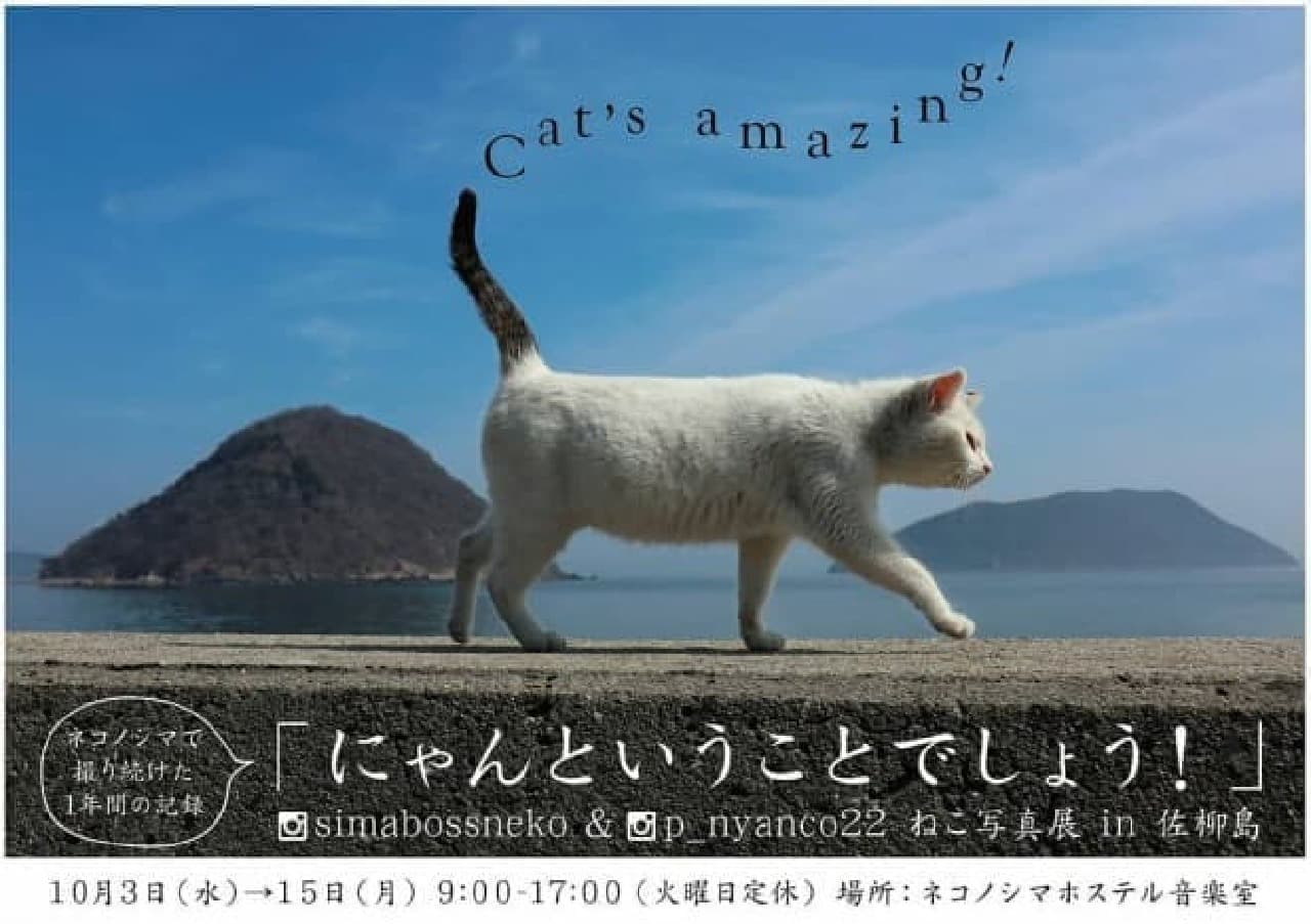simabossnekoさんの写真展「にゃんということでしょう！」、10月3日から佐柳島で開催