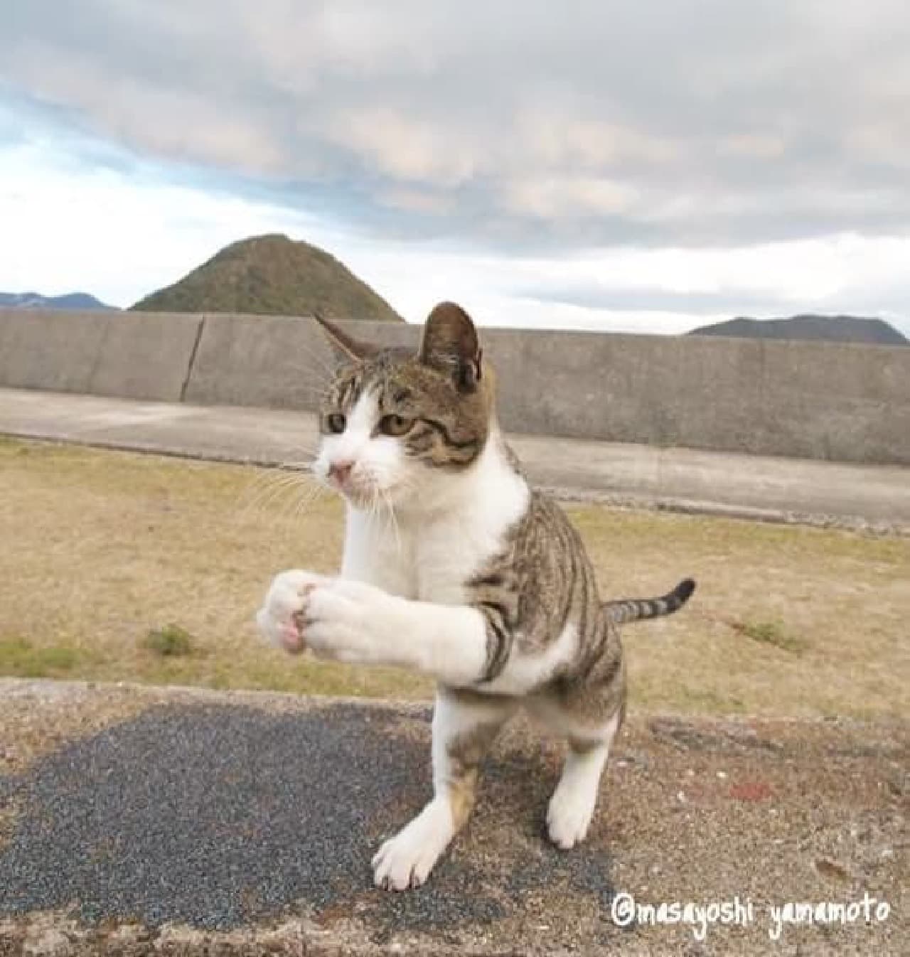ネコ写真家山本正義さん主催の合同写真展「平成最後の！猫色々」