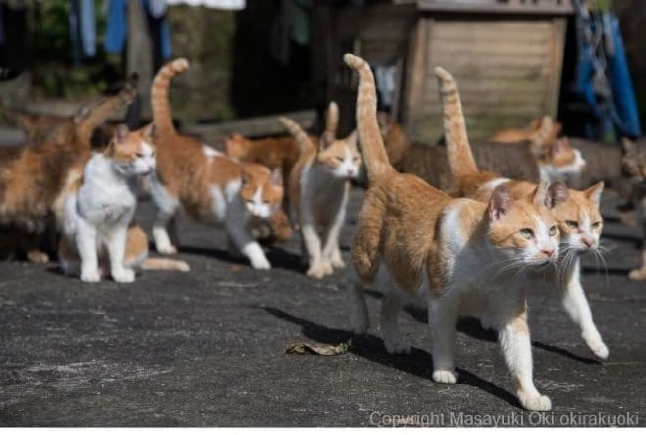 ネコの集会、見たことある？？－沖昌之写真集『ヒミツのヒミツの猫集会』