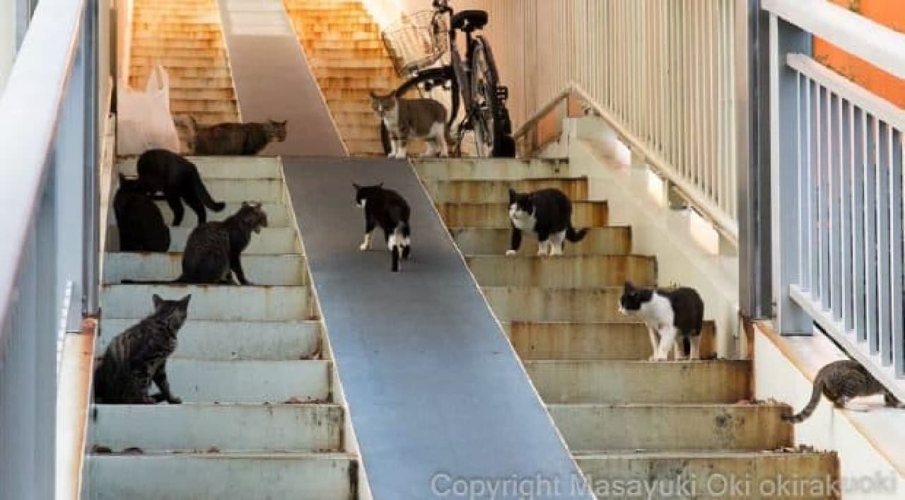 ネコの集会、見たことある？？－沖昌之写真集『ヒミツのヒミツの猫集会』