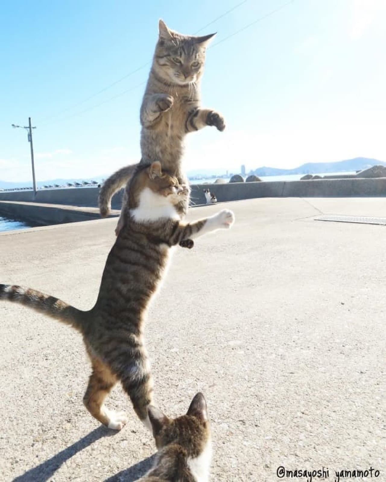 ネコ写真家山本正義さんによる写真集『立ち猫』