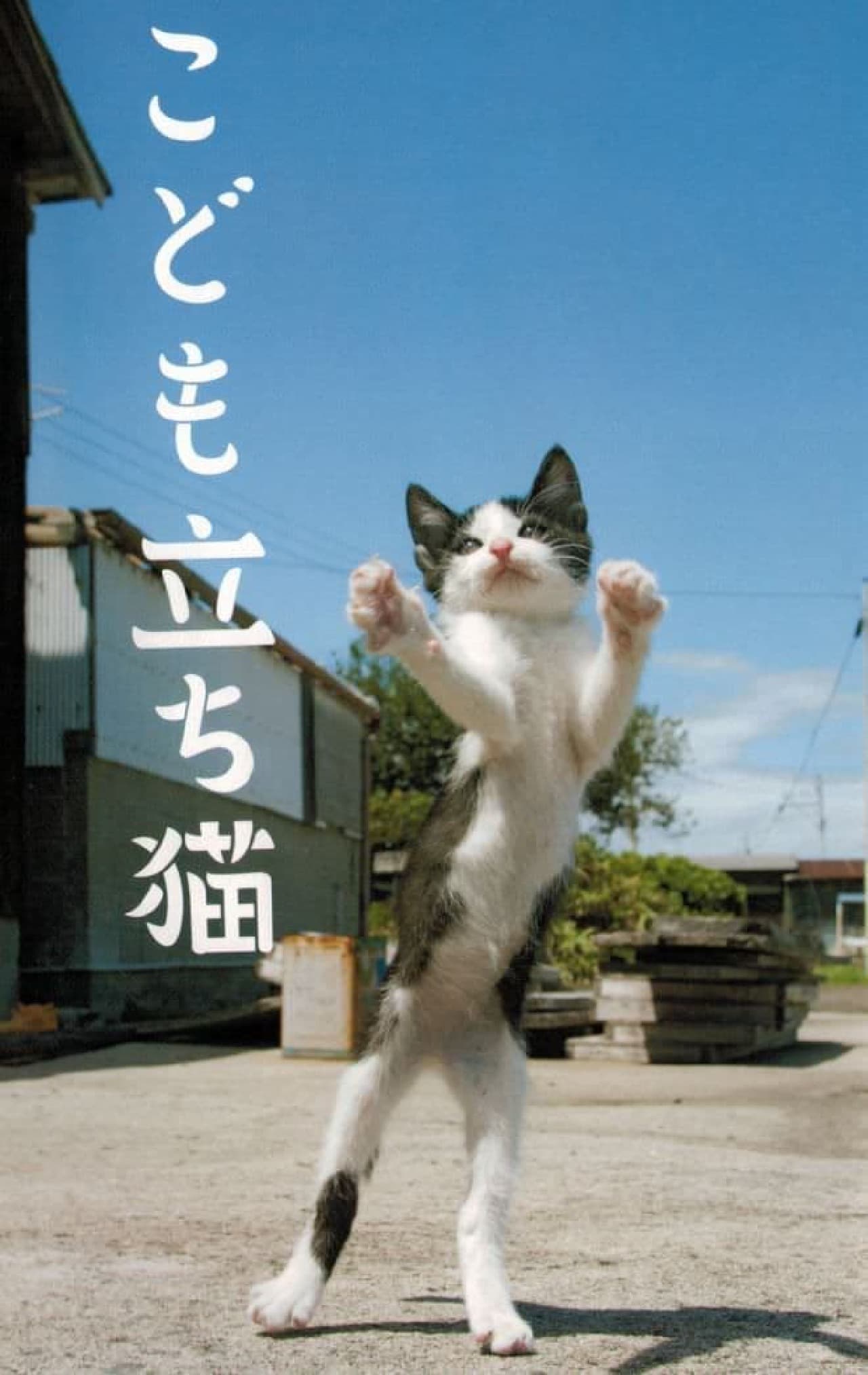 ネコ写真家山本正義さんによる写真集『立ち猫』