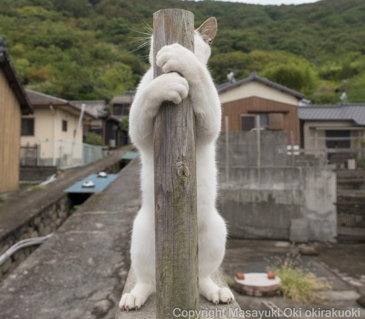 ネコによる「家政婦は見た!」　沖昌之プロデュースによるネコ写真集『かくれネコ』