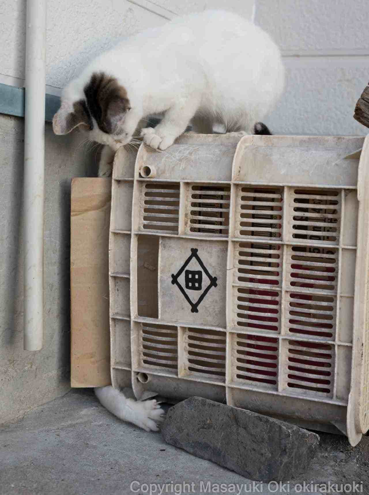 ネコによる「家政婦は見た!」　沖昌之プロデュースによるネコ写真集『かくれネコ』