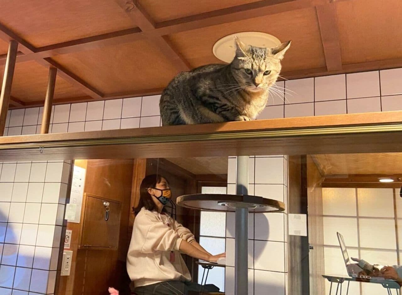 【ネコとテレワーク】ネコを眺めながらちゃぶ台で仕事ができる「猫旅籠（ねこはたご）ワーク」