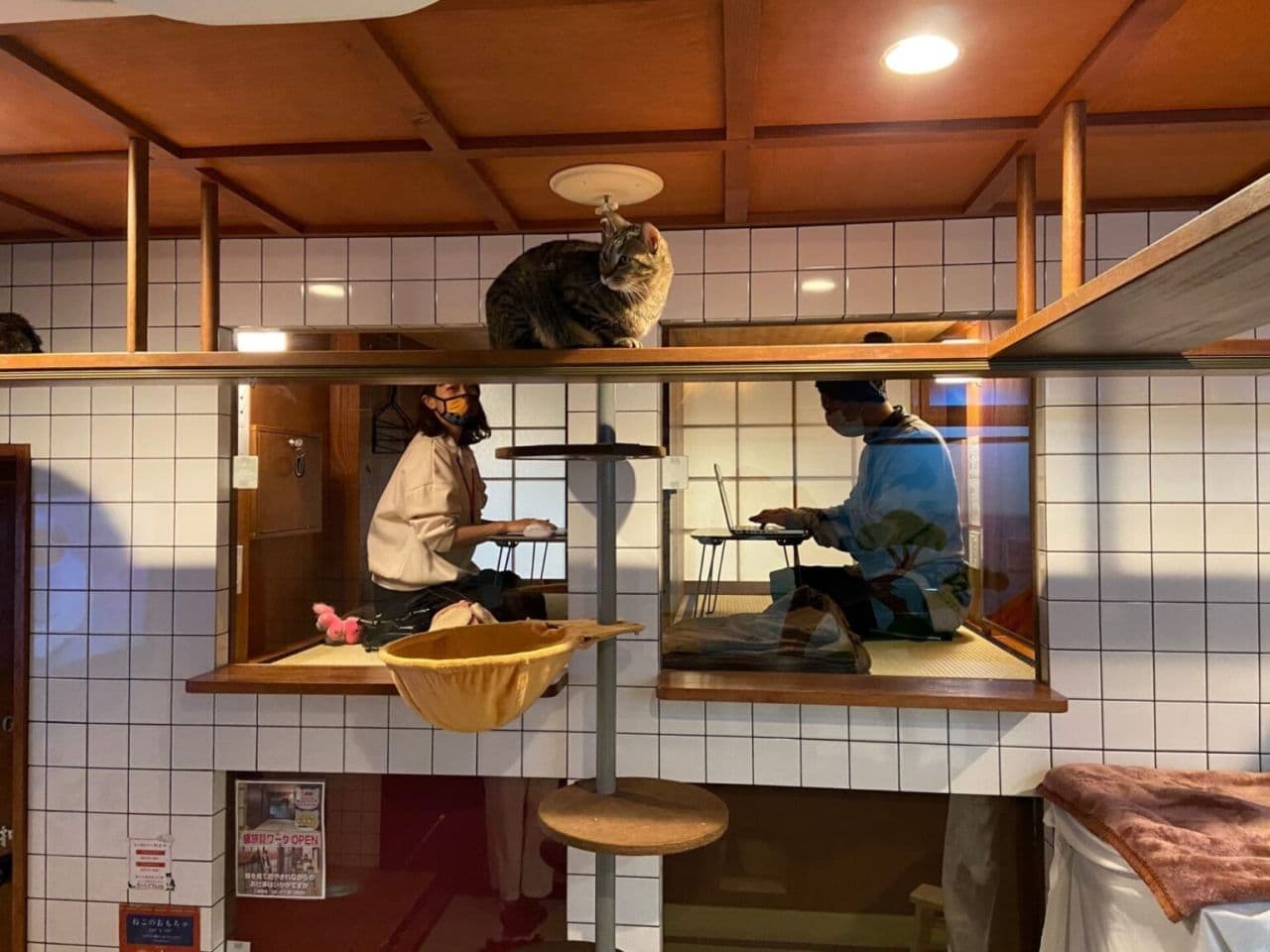【ネコとテレワーク】ネコを眺めながらちゃぶ台で仕事ができる「猫旅籠（ねこはたご）ワーク」