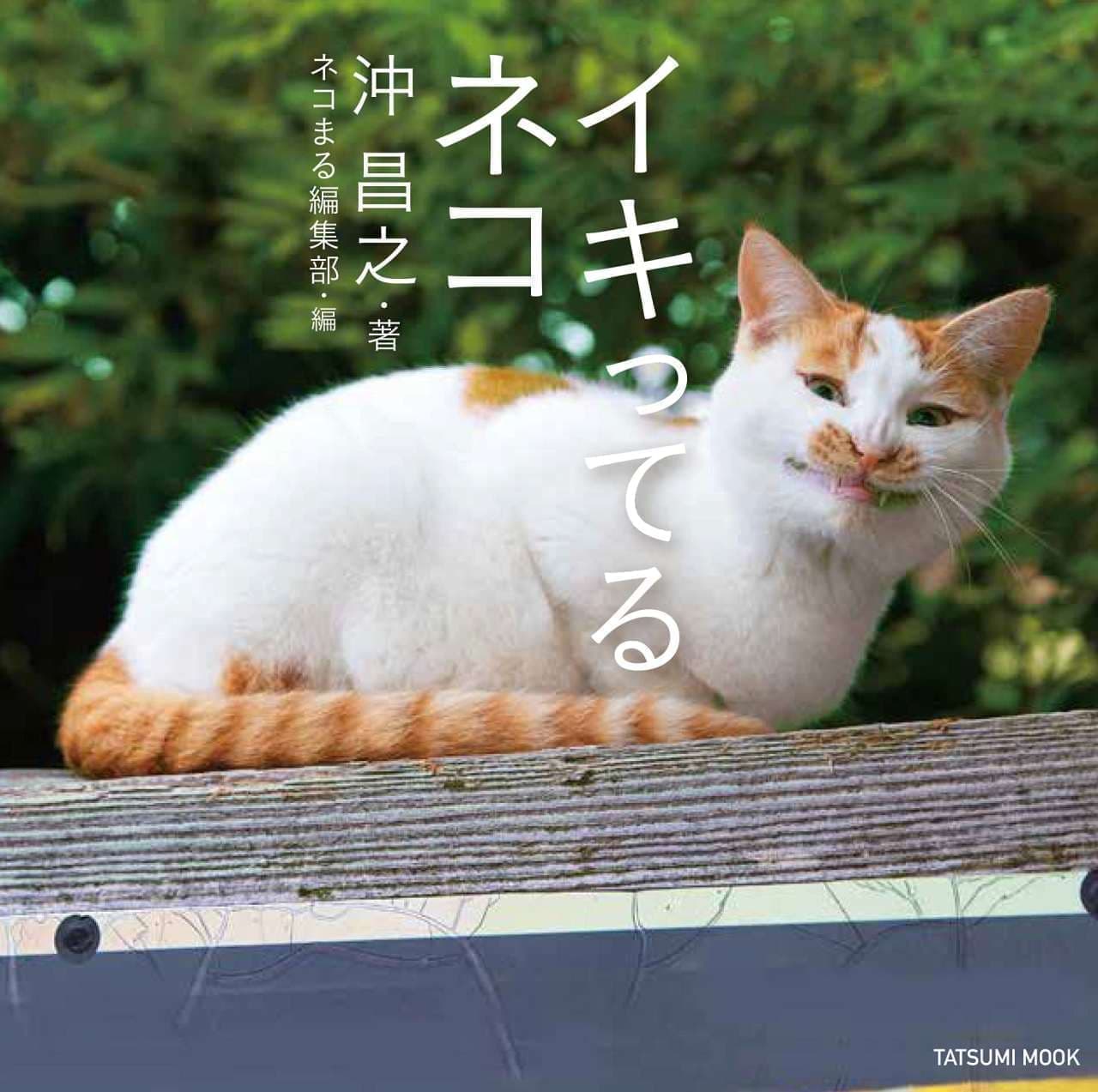 ネコ写真集『イキってるネコ』8月2日発売 沖昌之さんが撮影したちょいワルなネコたち