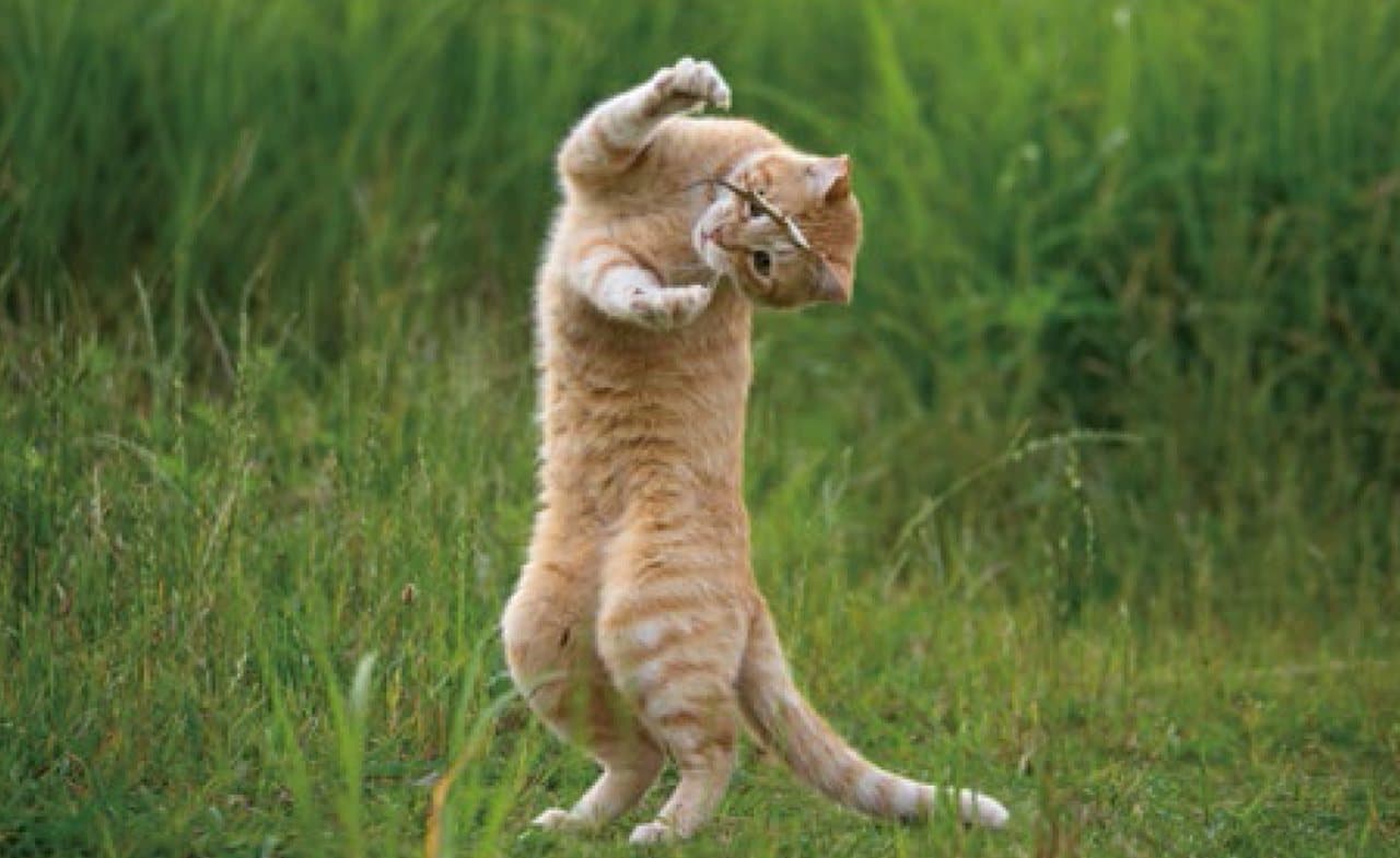 ネコ写真集『おどるネコうたうネコ』9月18日発売 沖昌之さんが撮影した想像力を刺激するネコたち