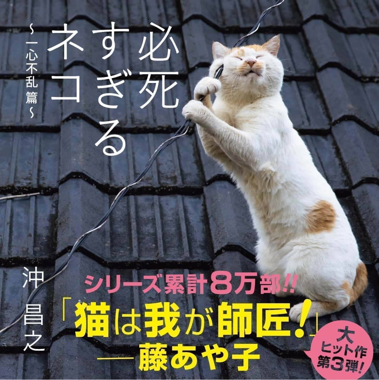 必死すぎるネコ 一心不乱に東京・京橋へ ネコ写真家 沖昌之さんによる写真展3月2日開幕！