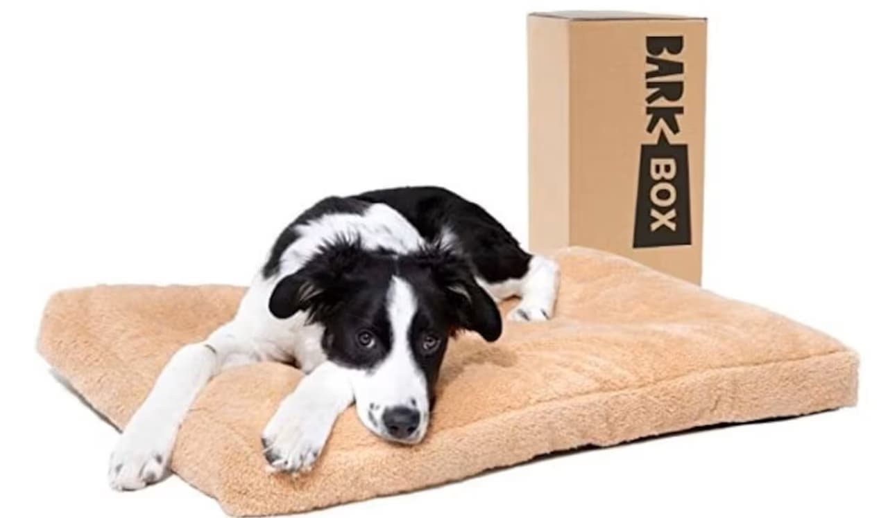 犬用の二段ベッド販売中 省スペースでの多頭飼いを可能に BarkBoxのドッグベッド付きバージョンも