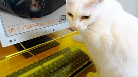 猫からキーボードを守れ！被せたまま打てる「テモトスケル キーボード収納デスク」
