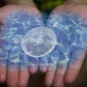 クラゲの世界へようこそ--鴨川シーワールドに3Dホログラム映像を使った展示施設