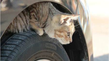 冬は乗車の前に「#猫バンバン」―スキマに猫がいないか確かめて