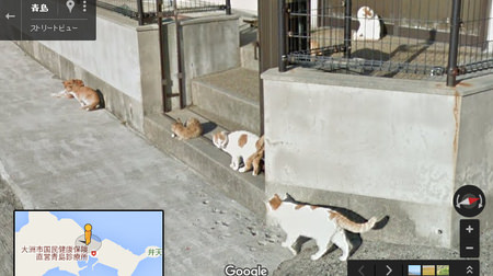 グーグル、「猫の日」にあわせ全力で猫ストリートビュー特集を公開