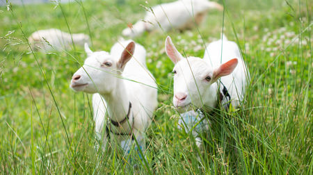 ふ、増えてる―アマゾンの施設に「ヤギ」の群、今年も食べて除草