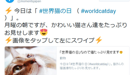 え？またネコの日？―8月8日は「世界猫の日」、Twitterでお祝い